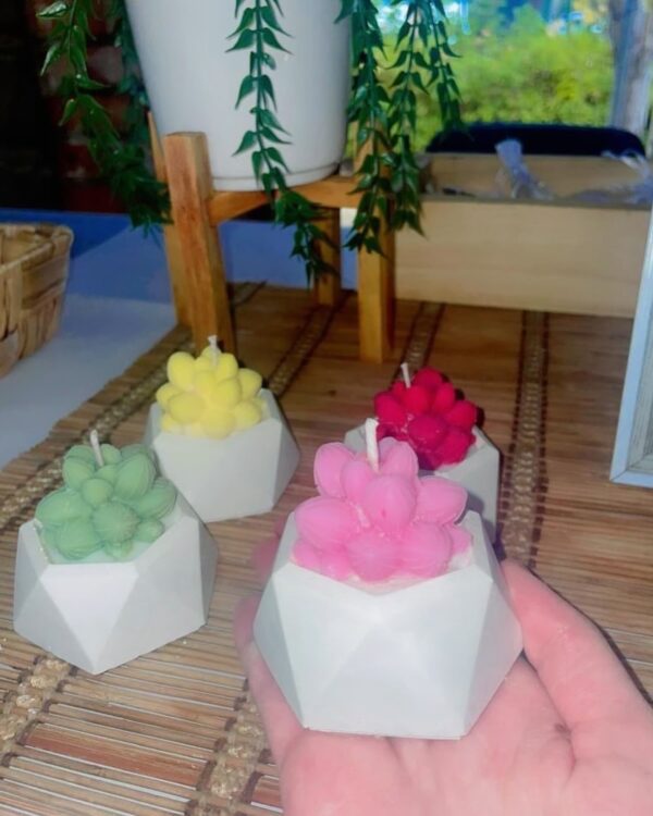 Succulents - Image 3