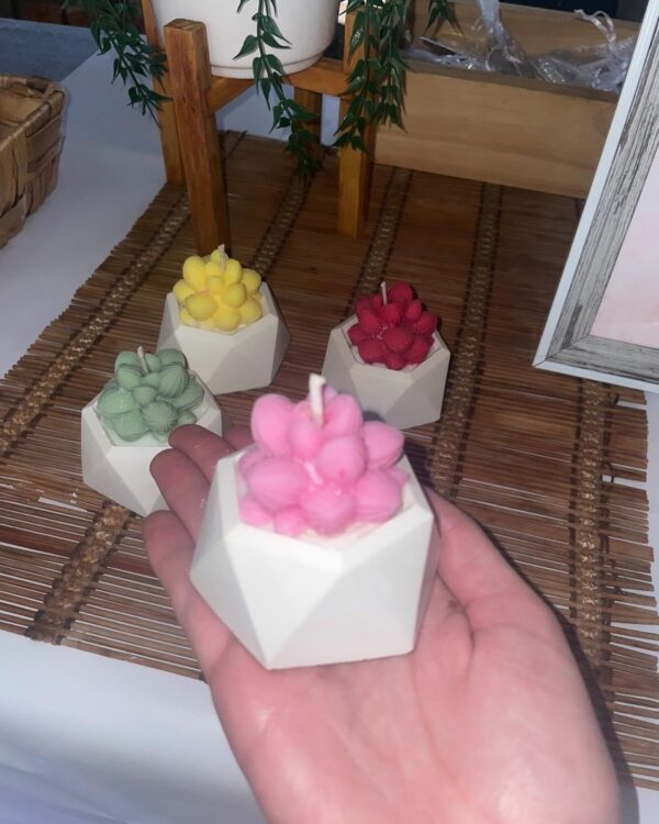 Succulents - Image 2