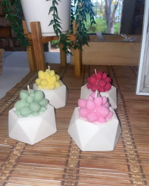 Succulents